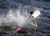 marlin