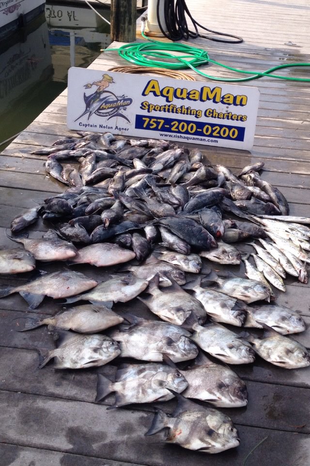 Virginia Beach Fishing Virginia Beach Fishing AquaMan Sportfishing