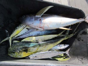 Mahi-and-Tuna-Fishing-in-Virginia