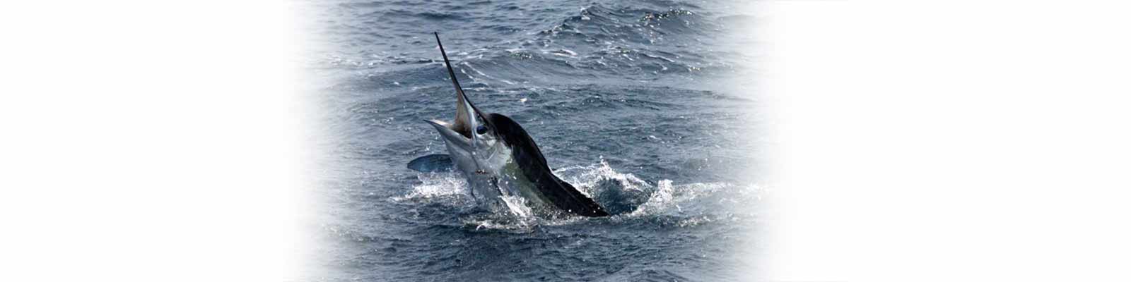 Marlin fishing Virginia Beach