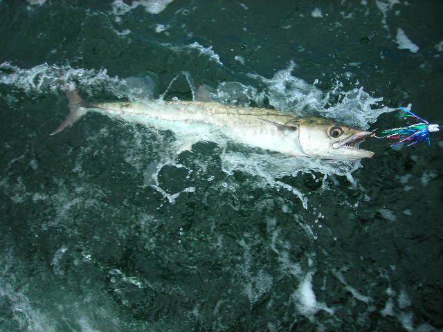 Spanish Mackerel