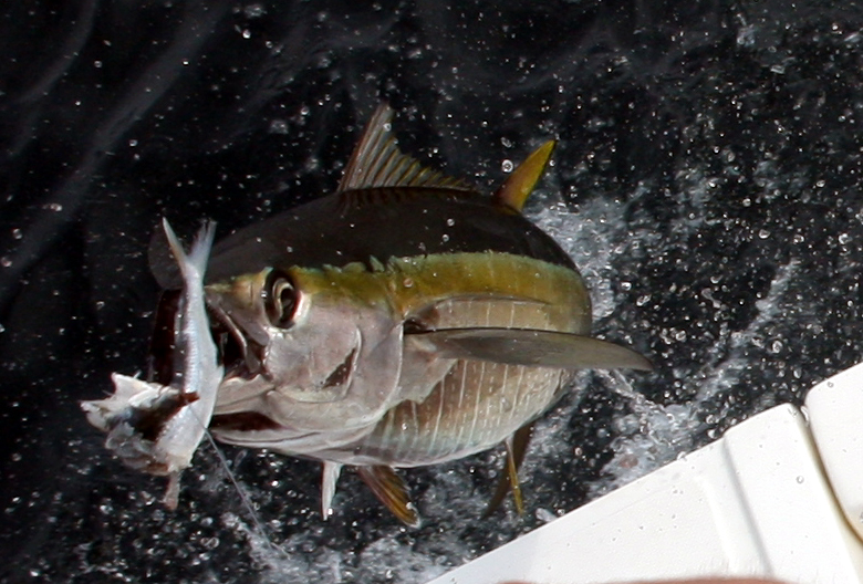 Virginia Beach Tuna Fishing